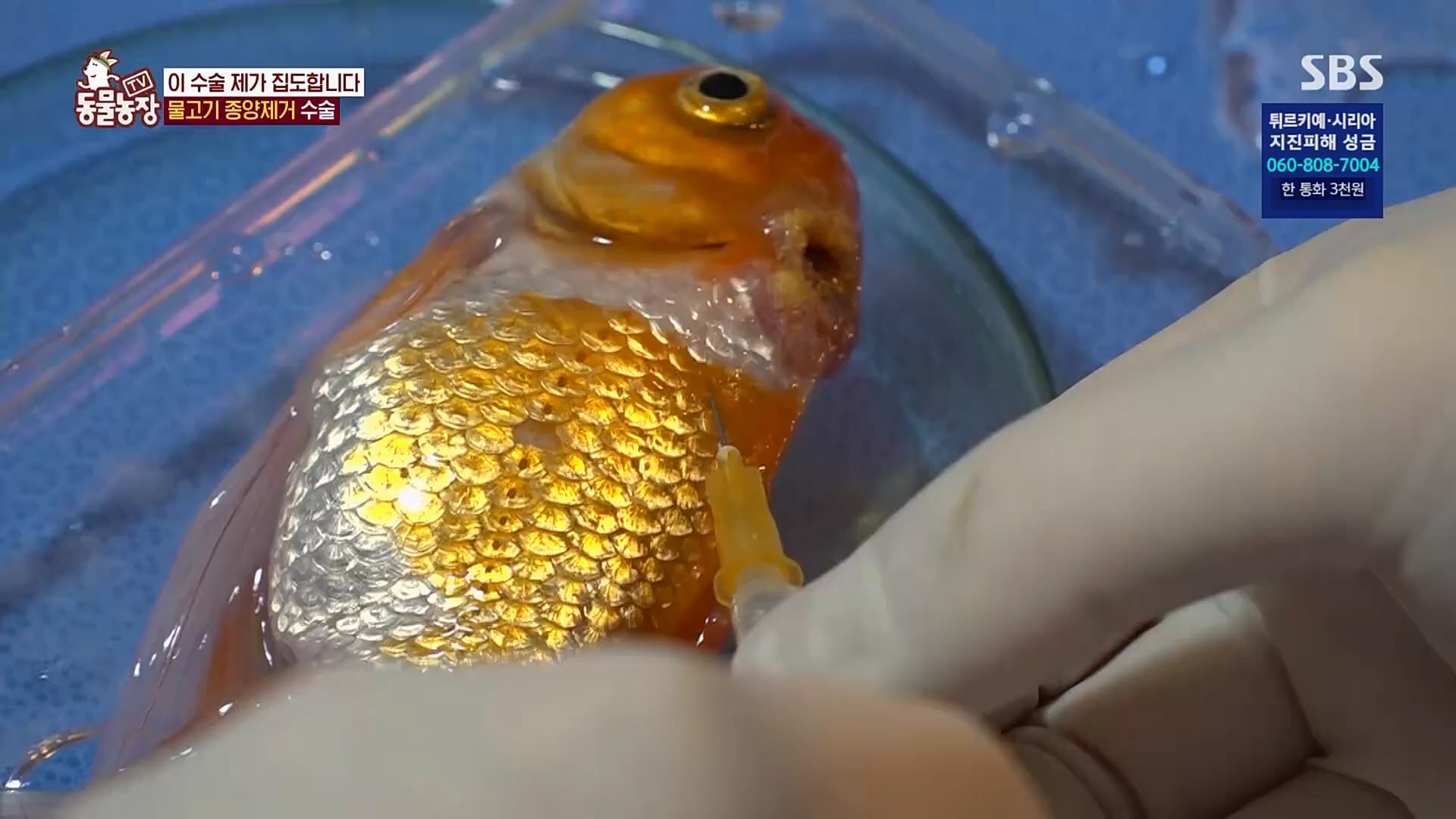 TV 동물농장.E1109.230219p.H264-F1RST.mp4_20230219_142842.479.jpg