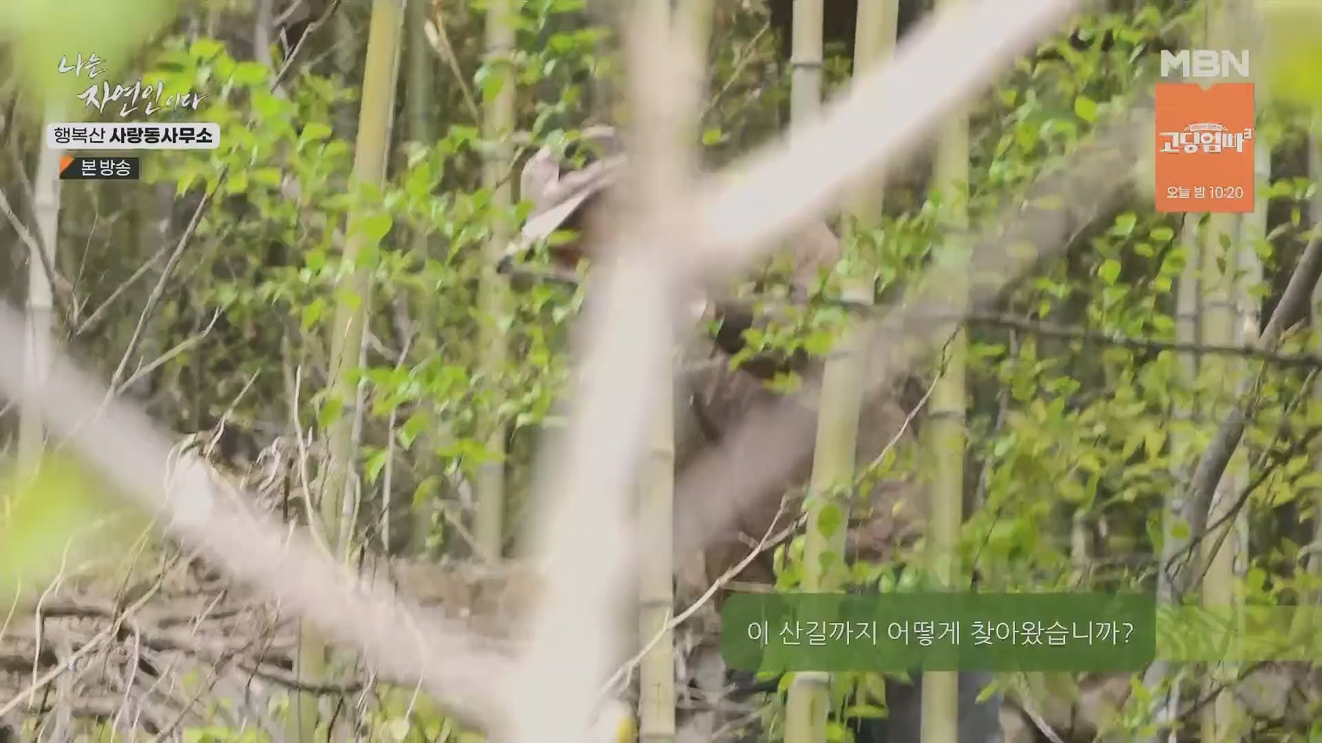 나는 자연인이다.E552.230503p.H264-F1RST.mp4_20230504_200303.854.jpg