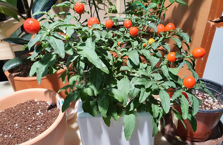 옥천앵두 화초고추