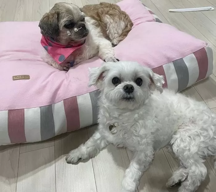  택배견 경희태 이용만 당하고 버려졌다