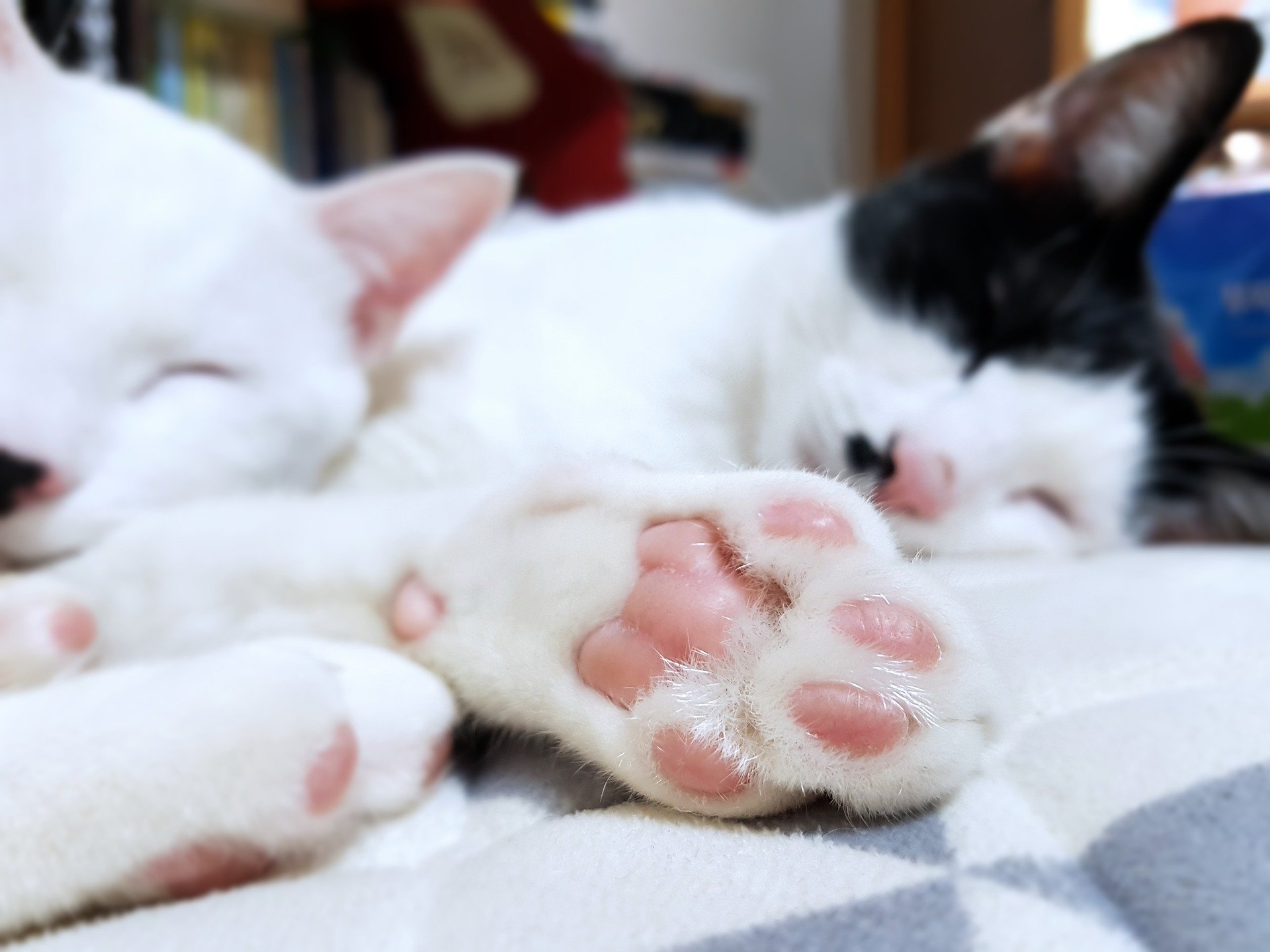  일명 고양이 젤리,  고양이 발바닥의 비밀을 알아보자!