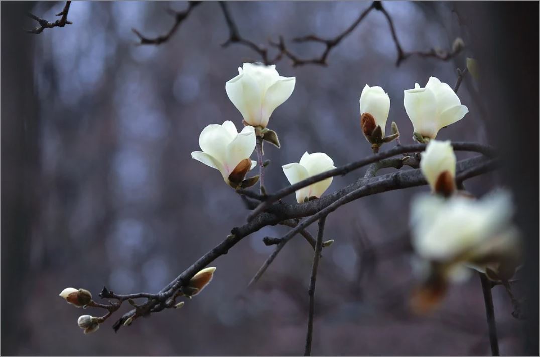  양희은 <하얀 목련> 배경