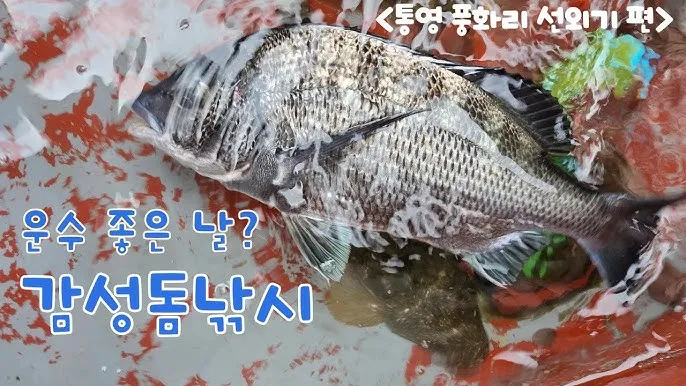 통영 감성돔낚시 후기 물때 조금_1