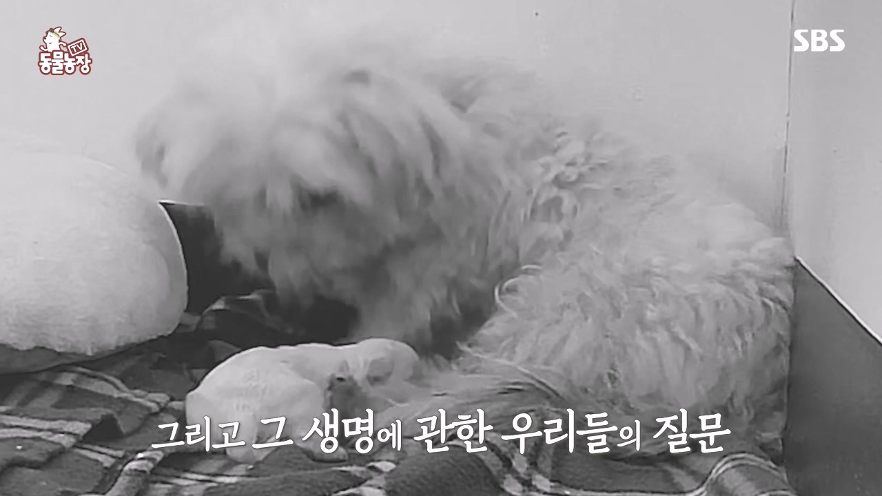 TV 동물농장.E1142.231023p-NEXT.mp4_20231022_174004.640.jpg