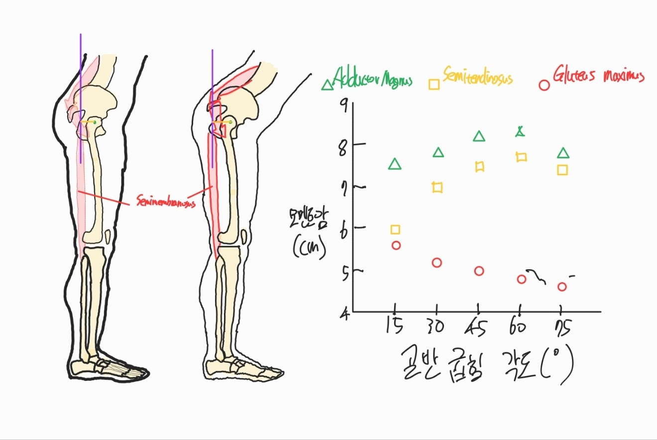 Moment arm of the Hip extensor