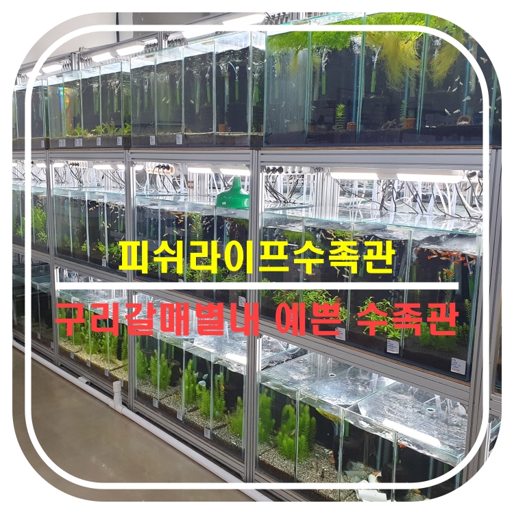  [구리갈매별내수족관]피쉬라이프수족관 아담하고 예쁜 수족관
