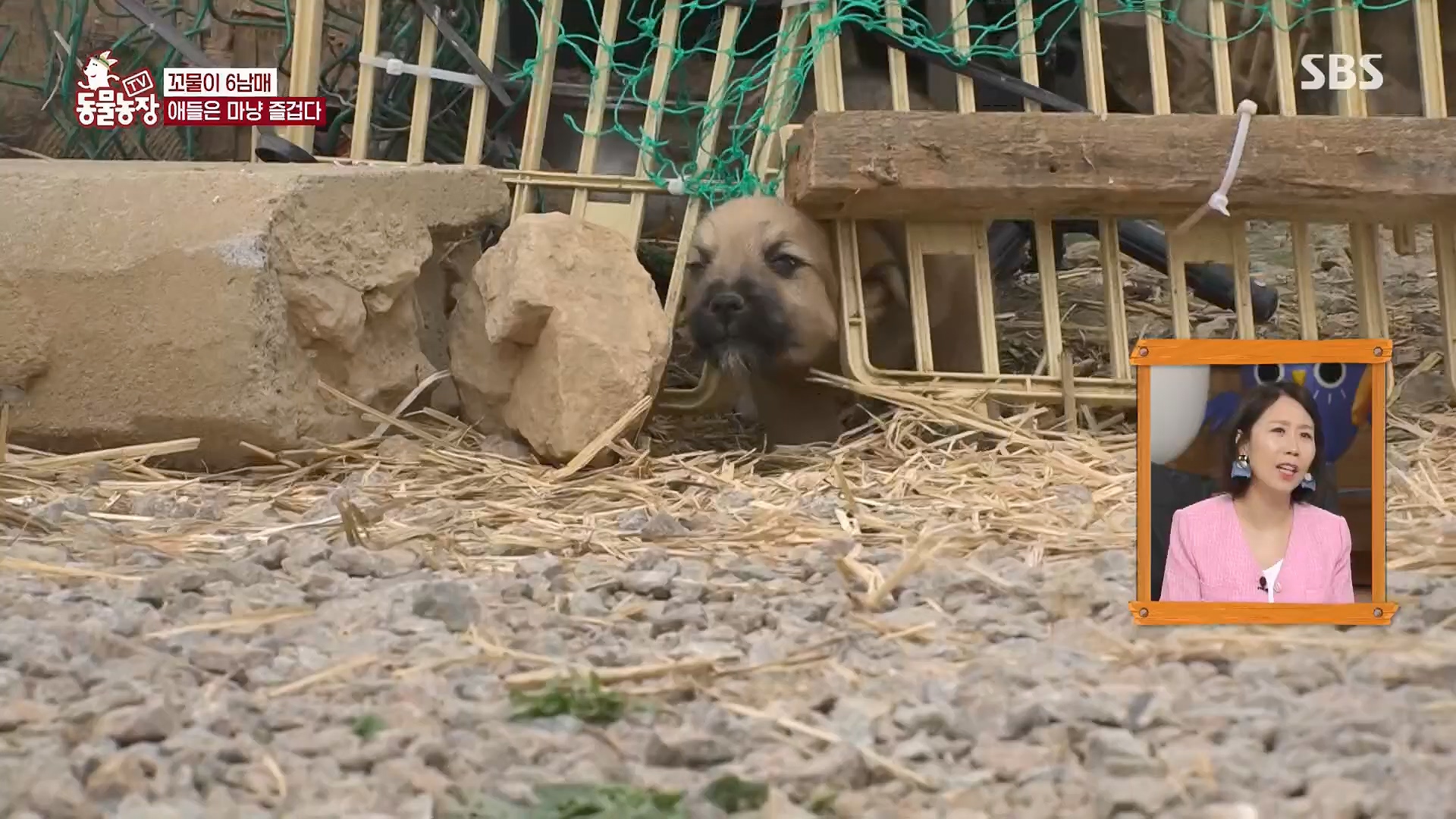 TV 동물농장.E1119.230507p.H264-F1RST.mp4_20230507_135900.077.jpg