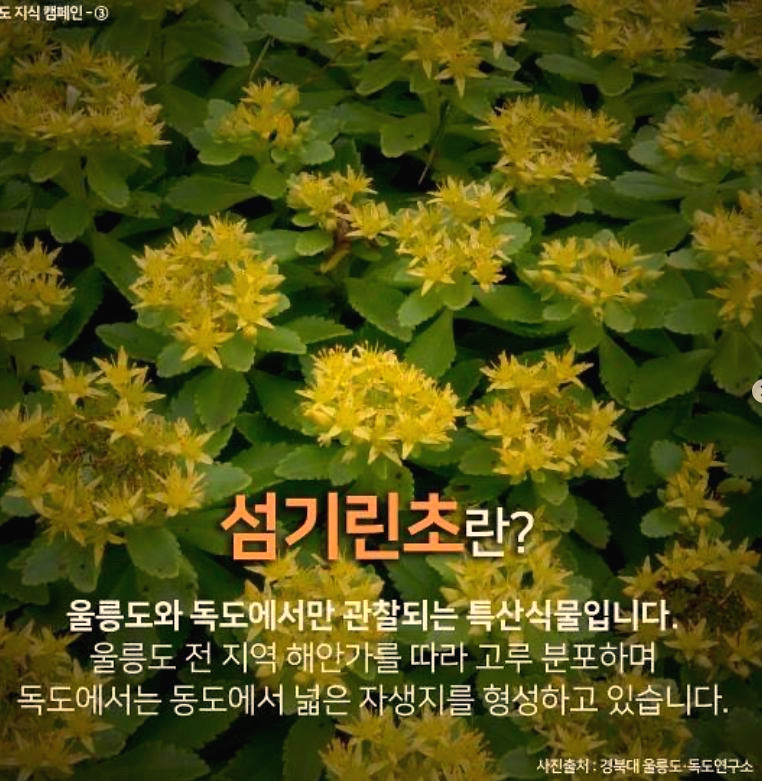  연예 뉴스 4월5일 식목일 송가인 "독도 섬기린초 홍보" 개념 가수