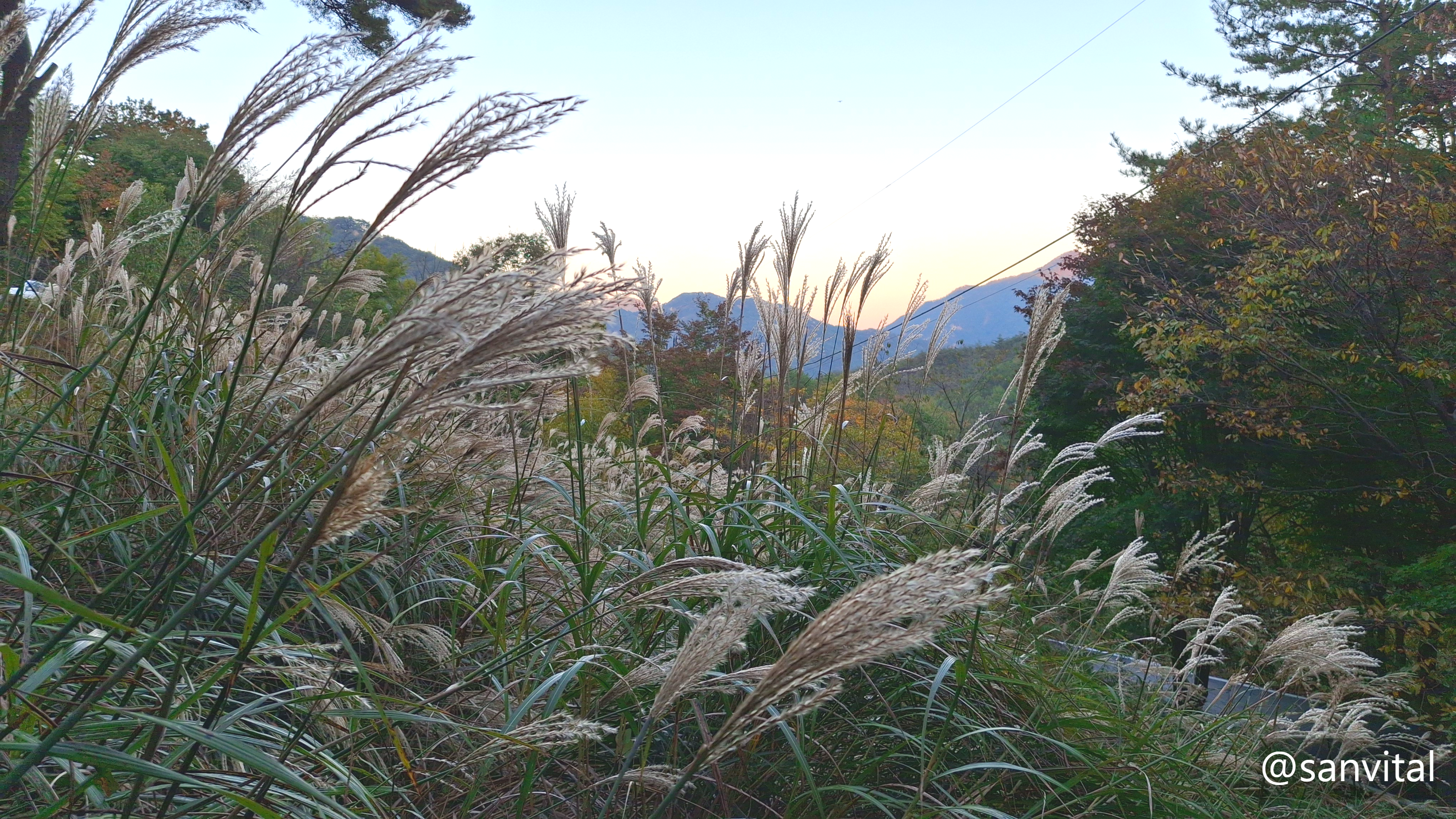 속리산 억새