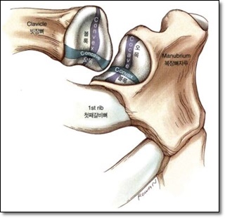 흉쇄관절의 관절면을 보여주는 그림