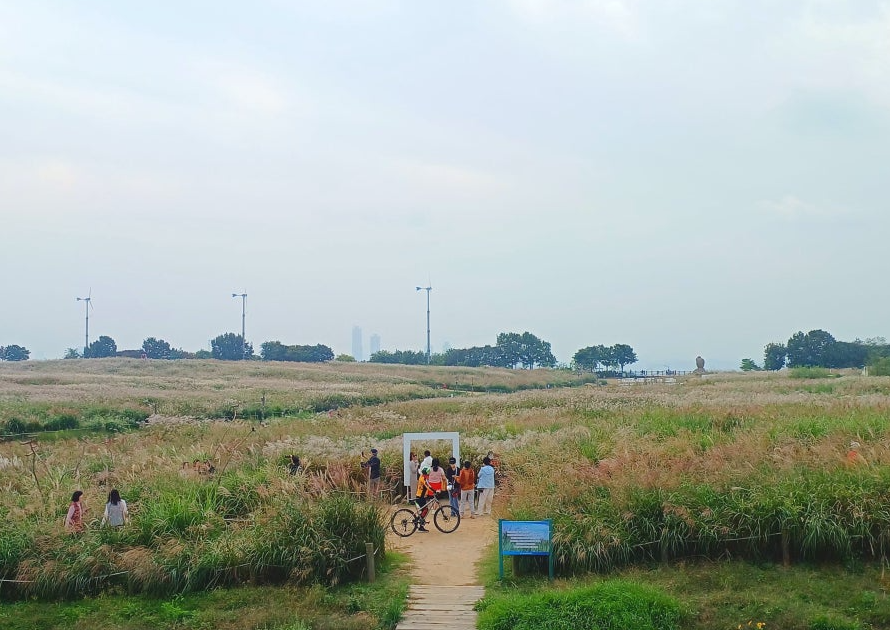 하늘공원 억새