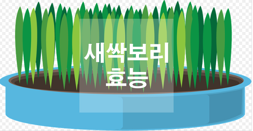  새싹보리 효능