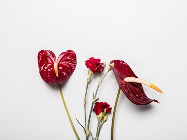  공기를 정화해요, Anthurium(안스리움)