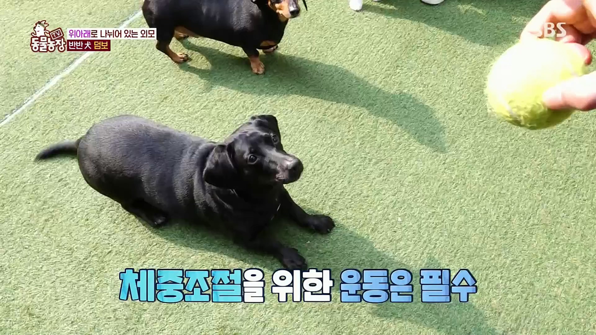 TV 동물농장.E1098.221204p.H264-F1RST.mp4_20221204_175414.200.jpg