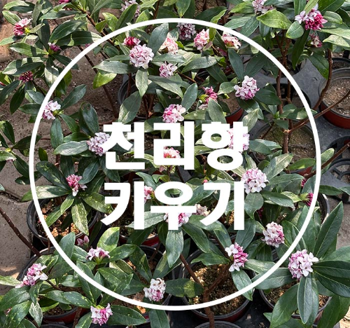 천리향 이미지