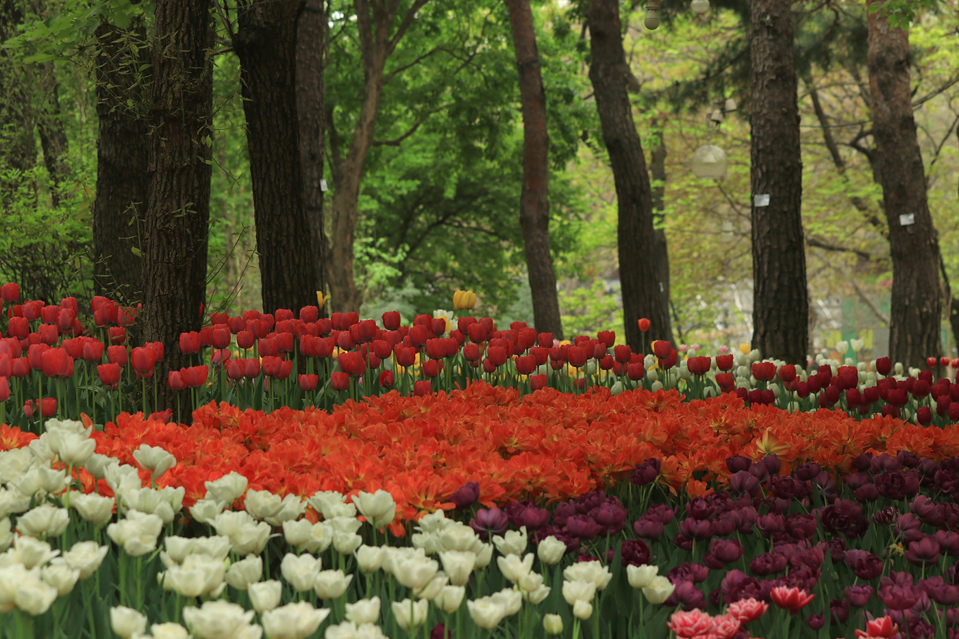 주말 서울숲 튤립 개화 현황… 11