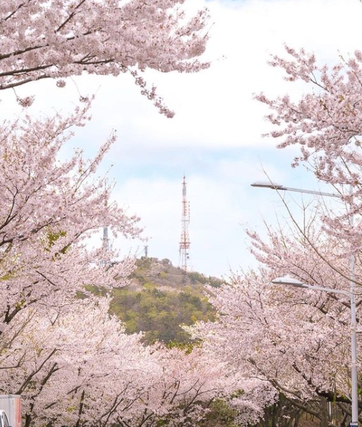 2024 부산 벚꽃명소 삼락공원 낙동제방 벚꽃길