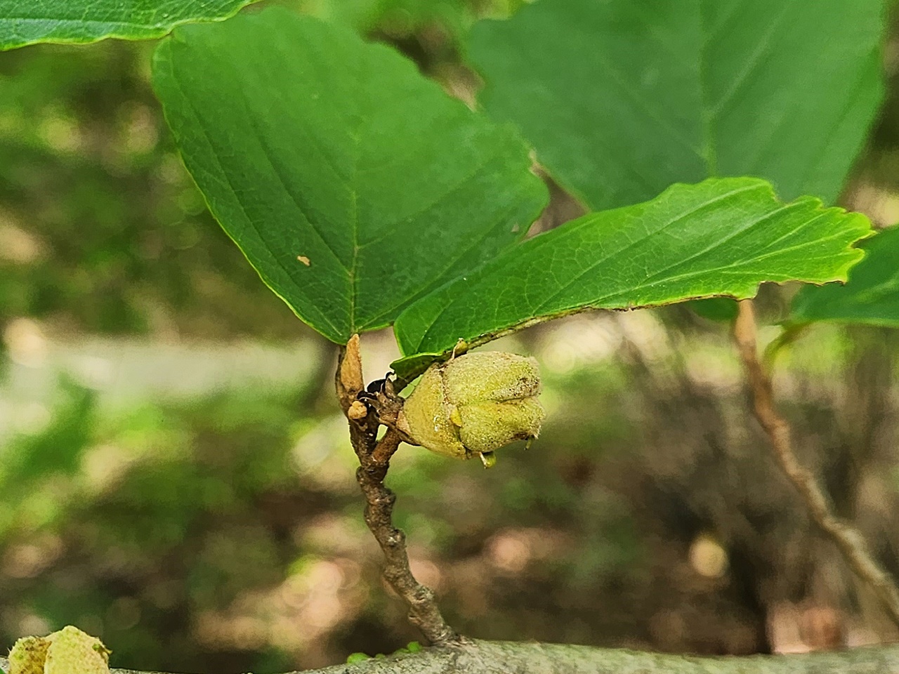 풍년화(만작)