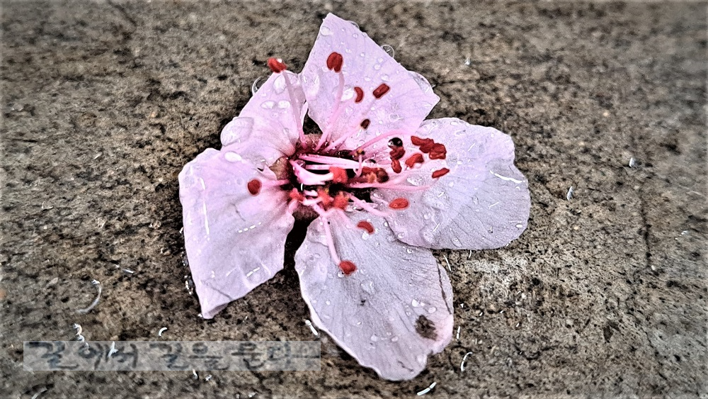 분홍색 벚꽃