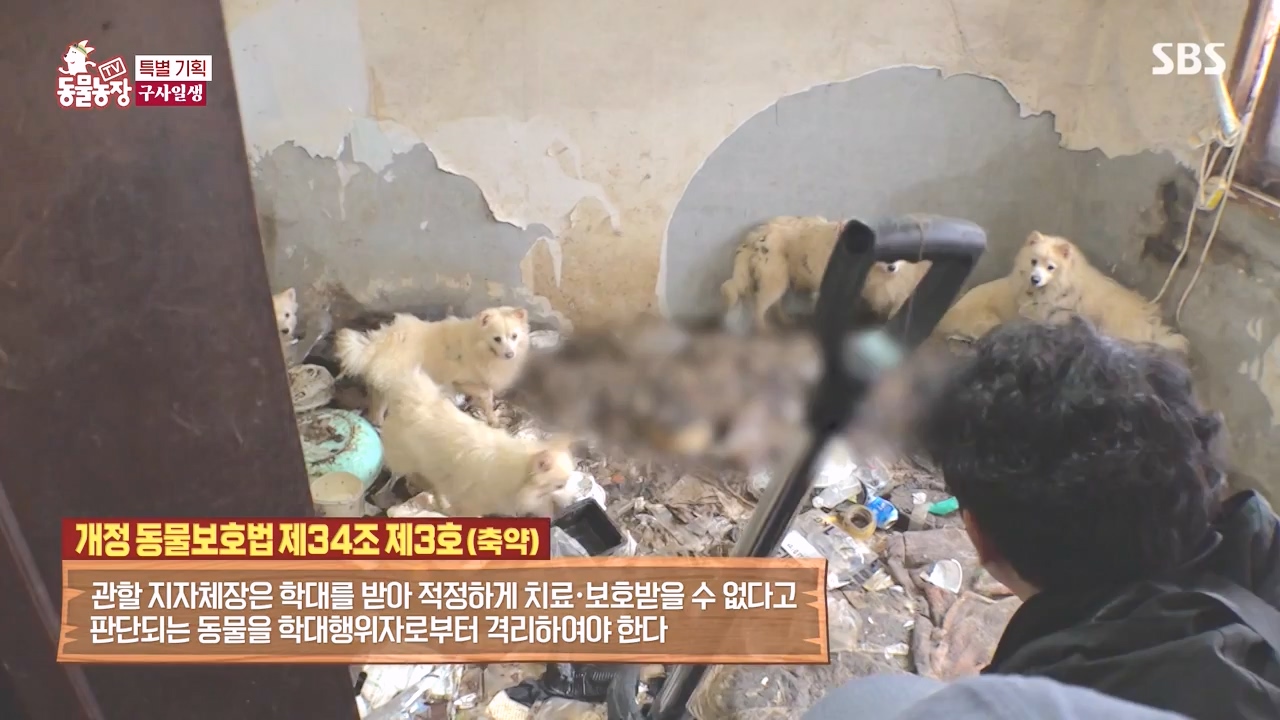 TV 동물농장.E1171.240513p-NEXT.mp4_20240512_163344.937.jpg