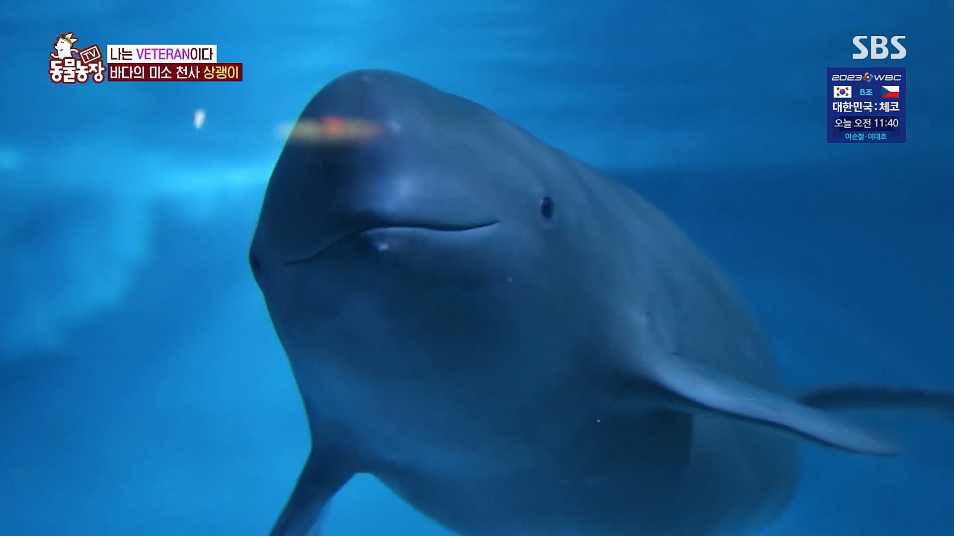TV 동물농장.E1111.230312p.H264-F1RST.mp4_20230312_175051.922.jpg