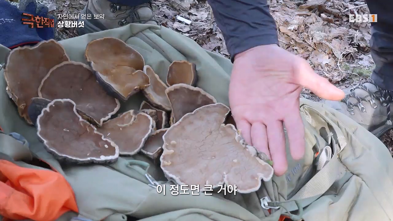 TV - 전 국민의 평생학교 EBS자연에서 얻은 보약, 상황버섯과 산나물, 쌍화차.mp4_20240615_172242.496.jpg