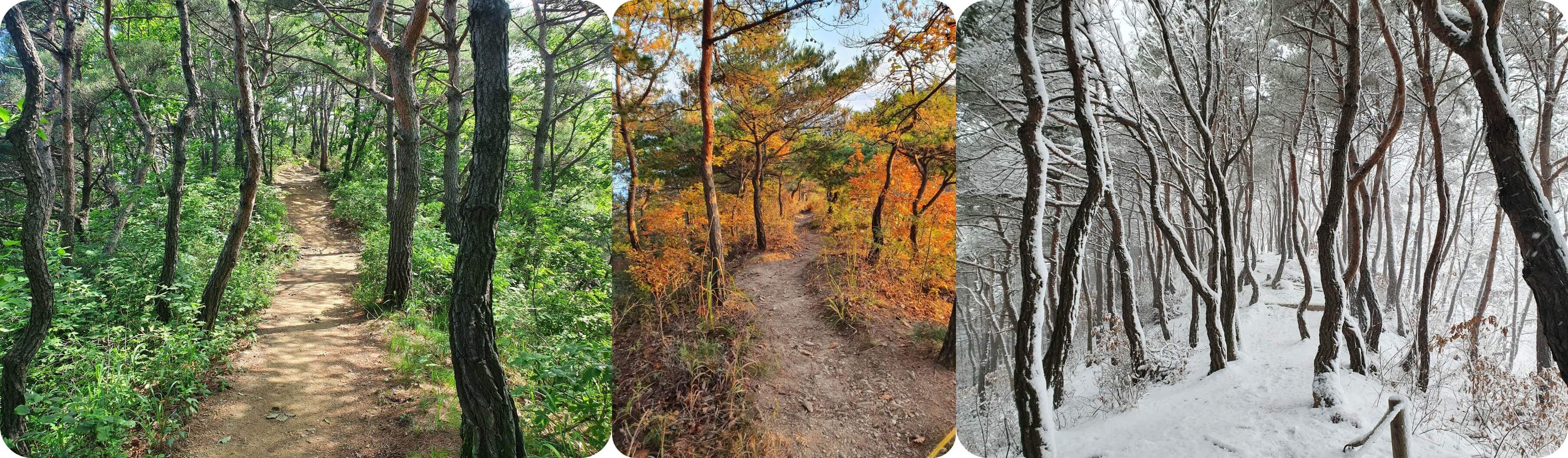 홍천남산 산등성이의 소나무길