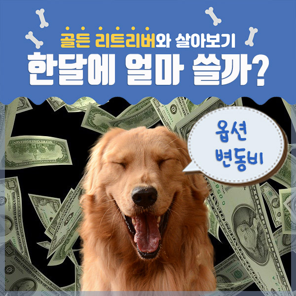  골든리트리버, 대형견 한달에 쓰는 비용? - 옵션 변동비 편