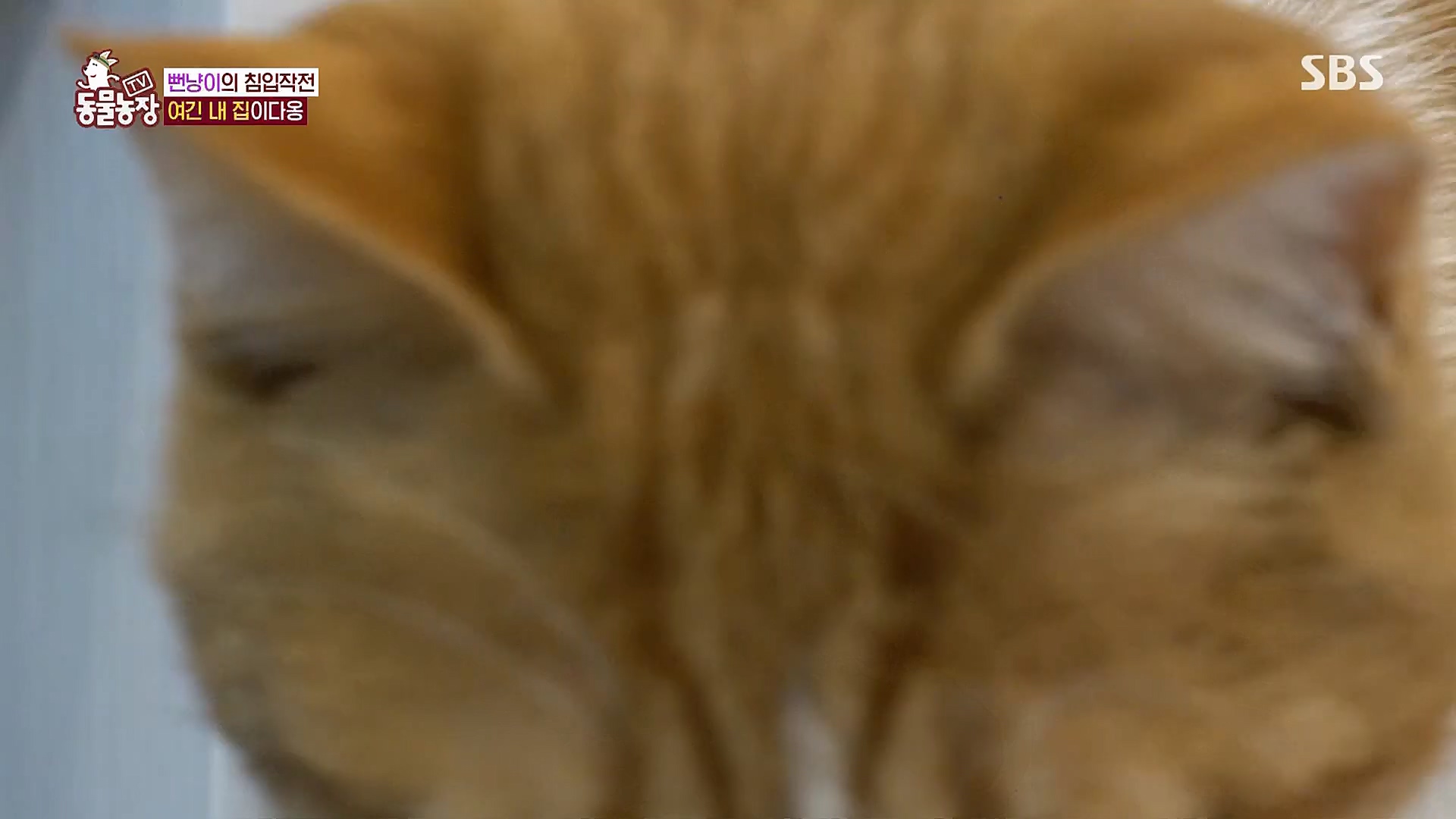 TV 동물농장.E1104.230115p.H264-F1RST.mp4_20230115_173206.982.jpg
