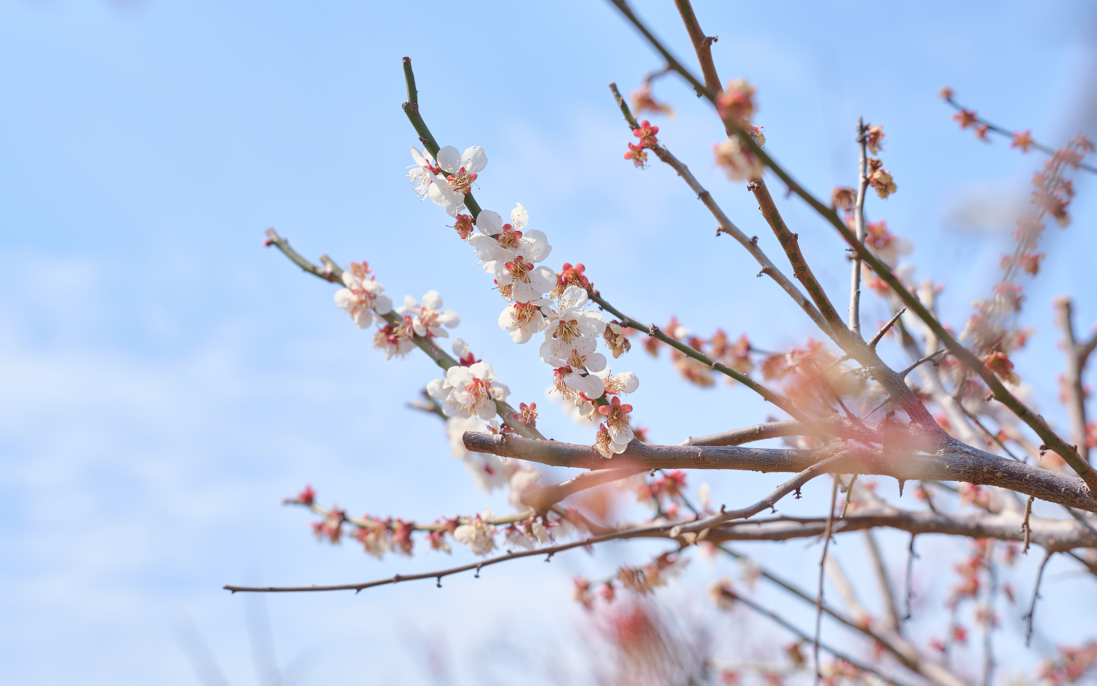 기장매화원 매화축제 57