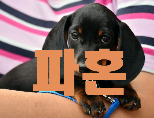  개 때문에 파혼하게 생김(펌)