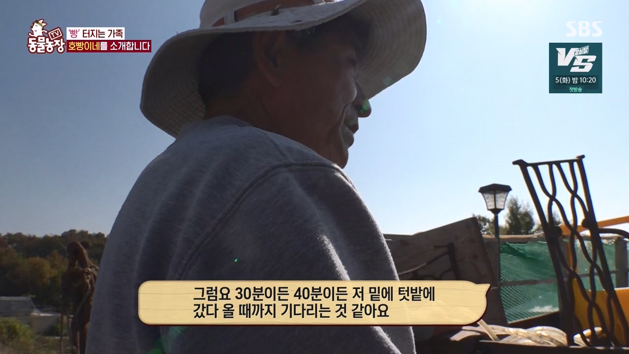 TV 동물농장.E1147.231127p-NEXT.mp4_20231126_170346.633.jpg