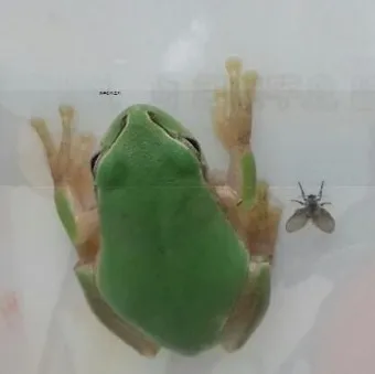 개구리 가격 키우기 분양 수명 먹이 성격 종류_2