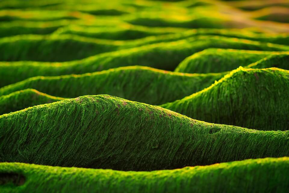 Green Alagae&#44; 조류