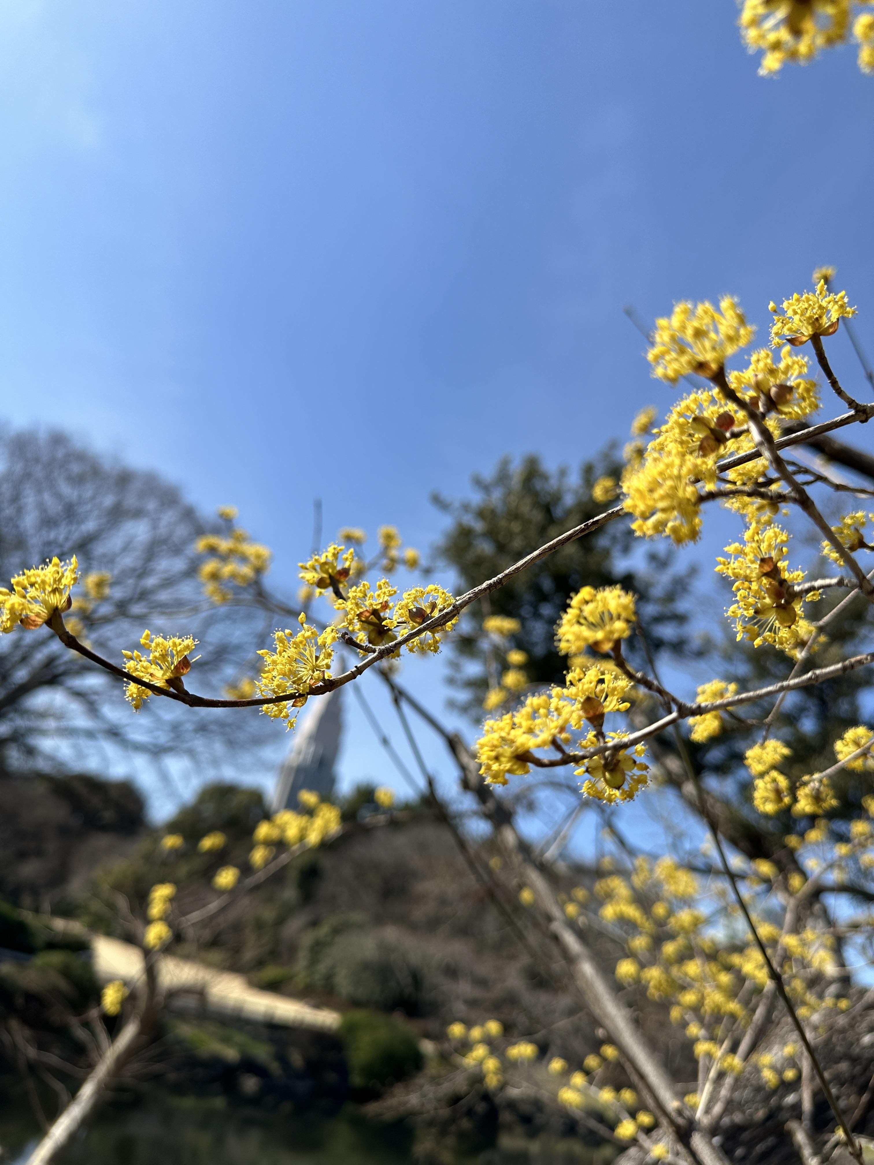 교엔마에공원 꽃 이미지