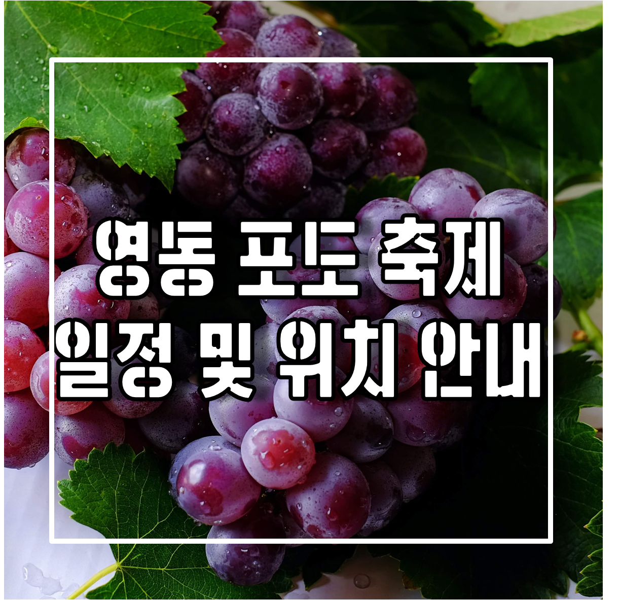 충청북도 영동 포도 축제 일정 및 위치 안내