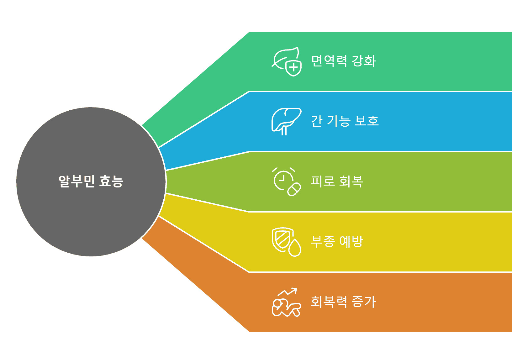 알부민 효능
