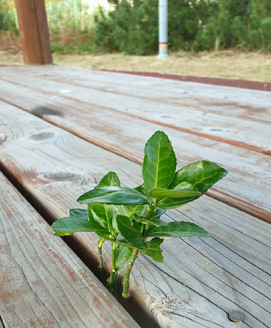  사철나무