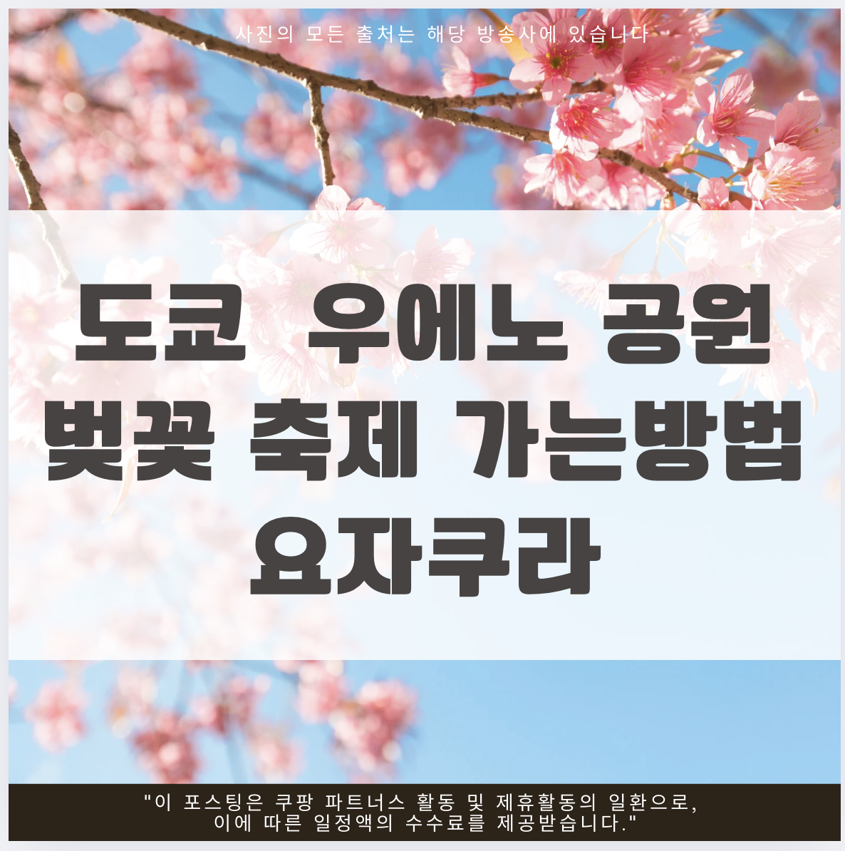 도쿄 우에노 공원 벚꽃 축제 가는방법 요자쿠라