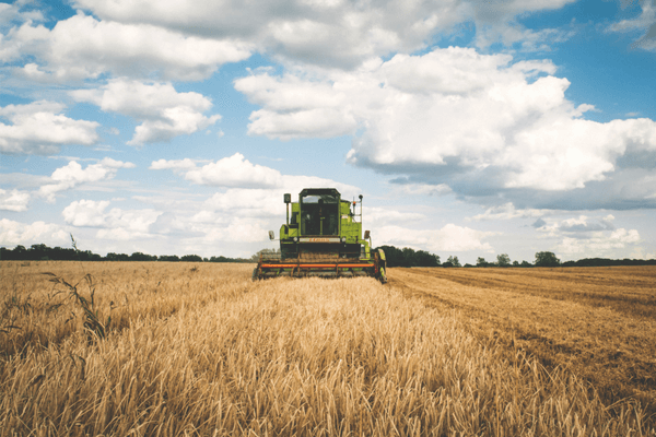 a green tractor harvesting wheat