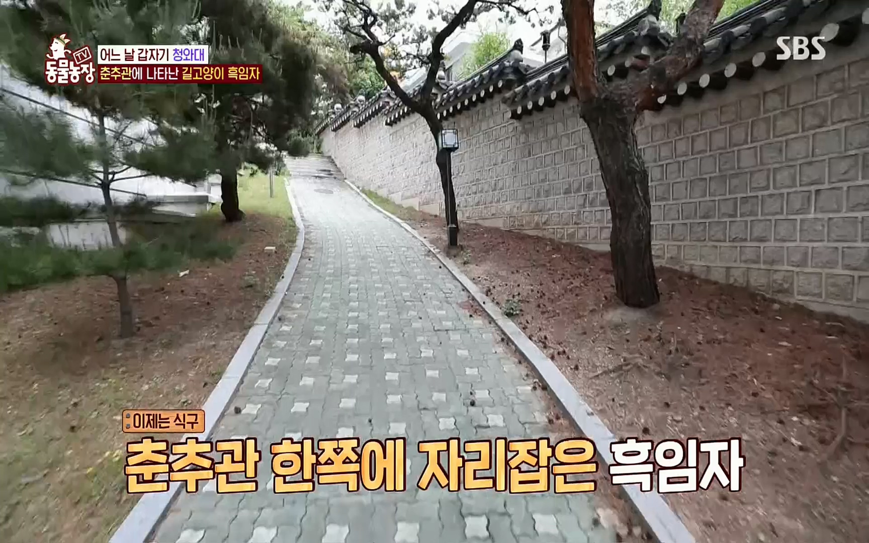 TV 동물농장.E1072.220605p.H264-F1RST.mp4_20220605_181432.042.jpg