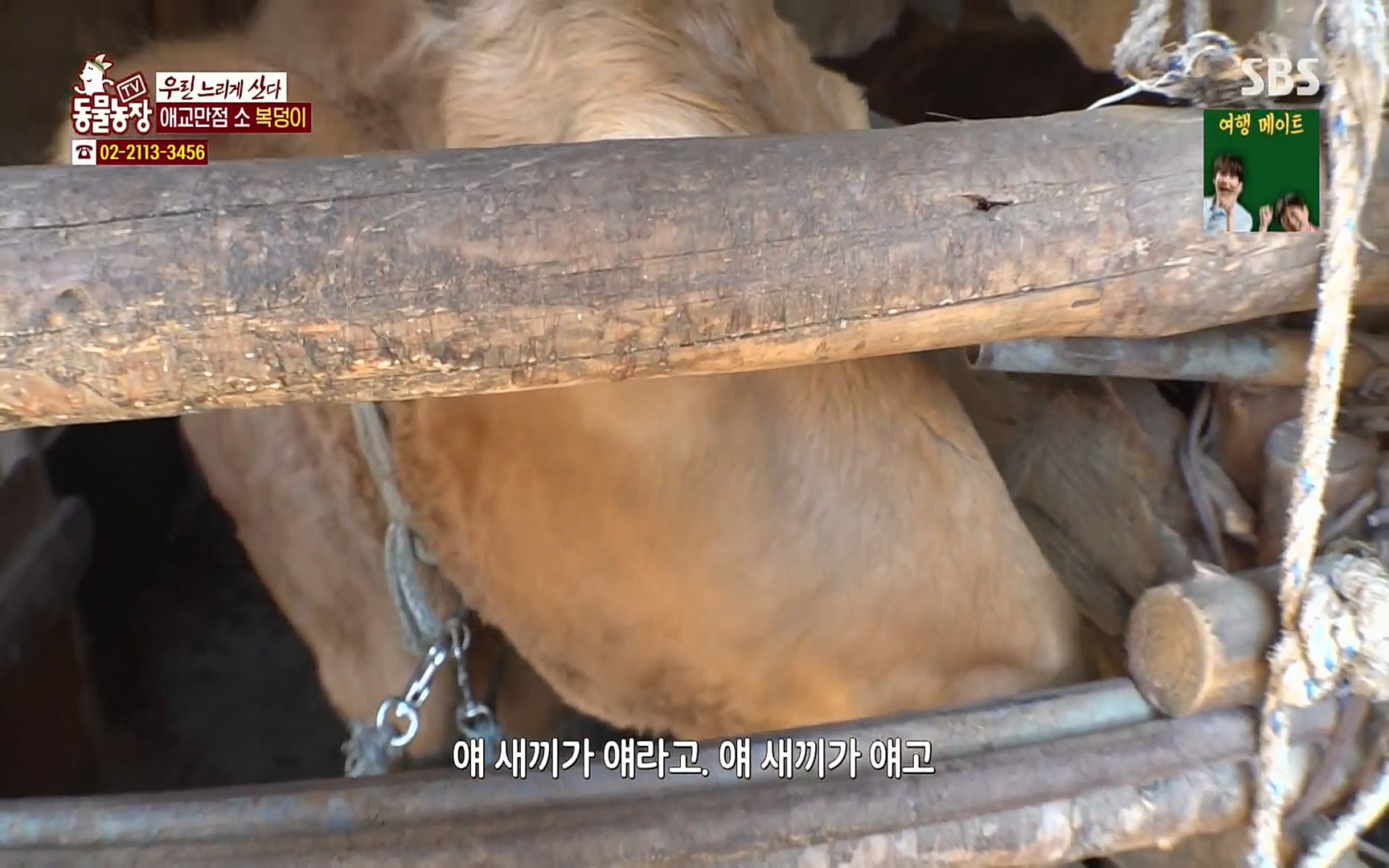 TV 동물농장.E1067.220501p.H264-F1RST.mp4_20220501_183543.795.jpg