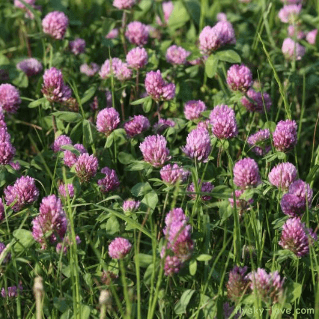 붉은토끼풀 (red clover) 효능