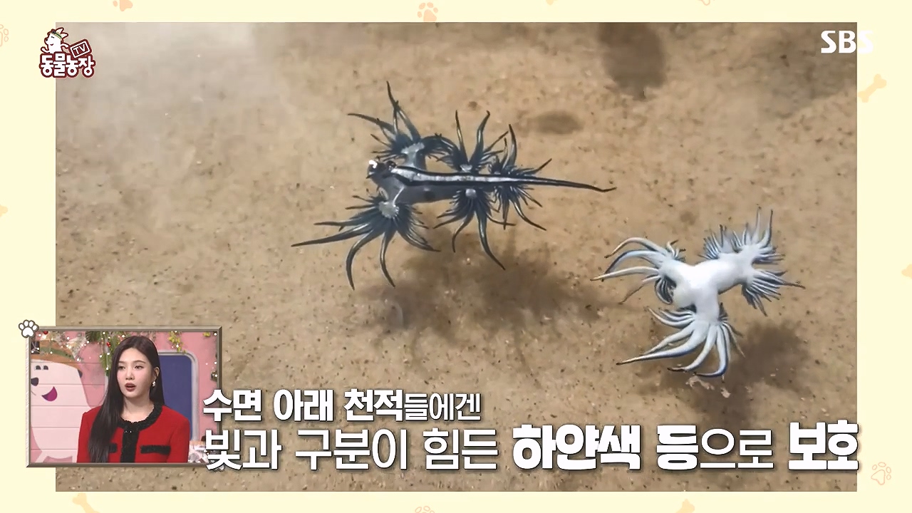 TV 동물농장.E1153.240108p-NEXT.mp4_20240107_170628.160.jpg