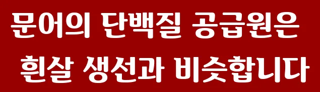 문어의 단백질 공급원은 흰살 생선과 비슷합니다