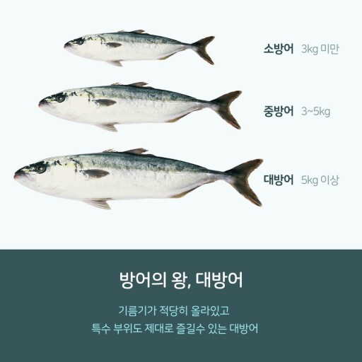  [먹자골목 시리즈] 11. 제주 모슬포 방어거리