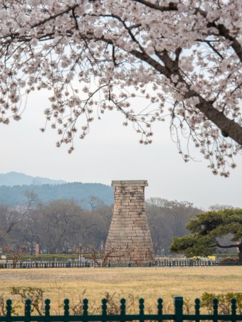 경주 벚꽃 여행 가이드 ❘ 벚꽃과 역사 여행의 만남, 보문호 &amp; 첨성대