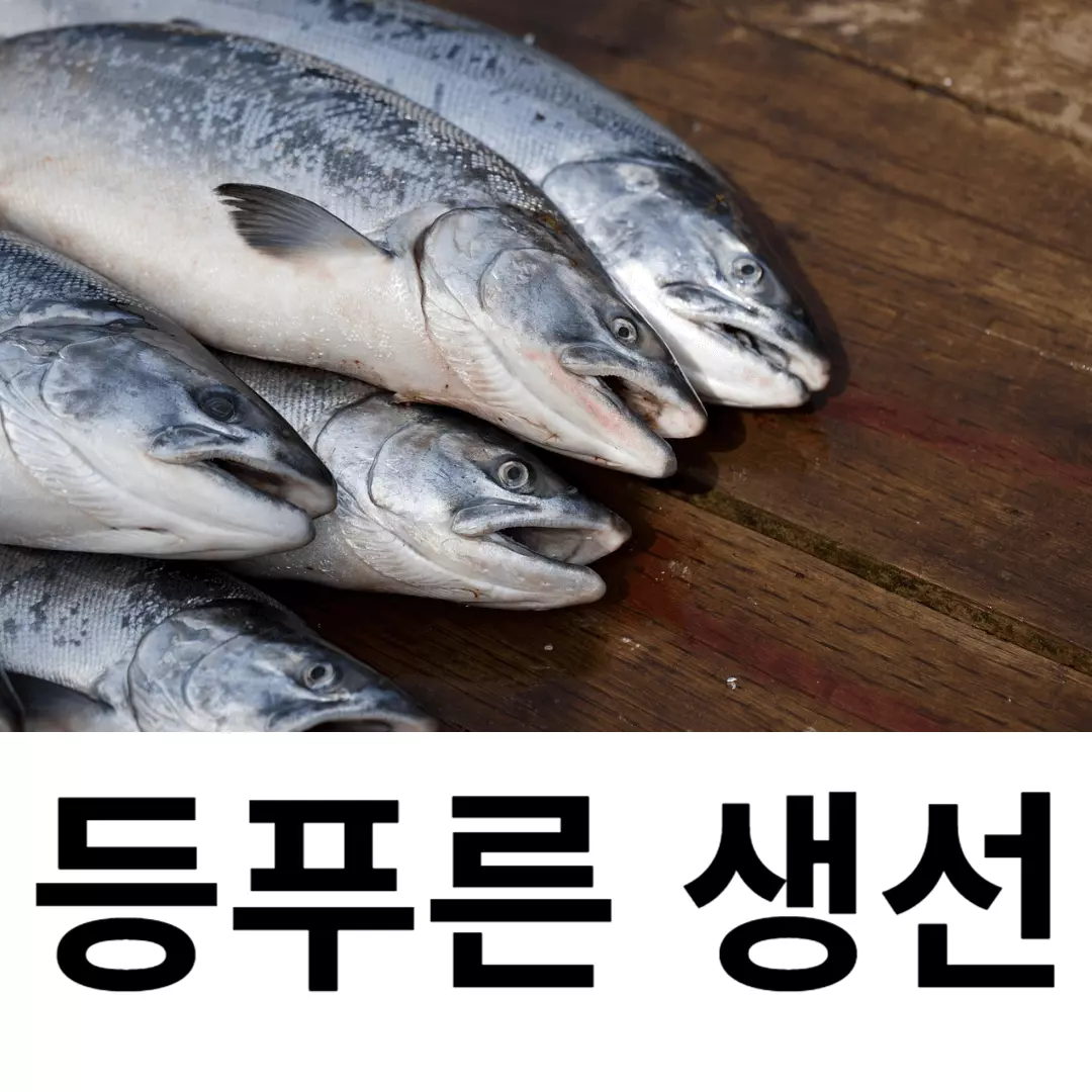 등푸른 생선