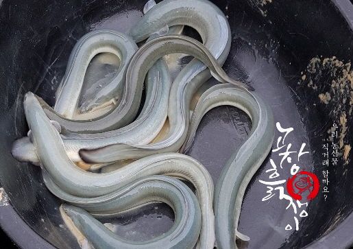 고창풍천민물장어 이미지