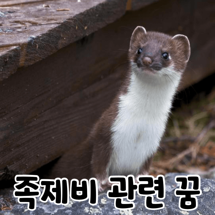 족제비